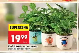 Biedronka Kwiat kawa w ceramice 12 cm oferta