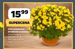 Netto Chryzantema oferta