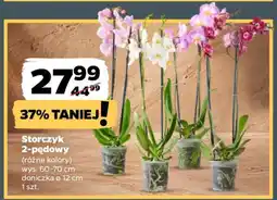 Netto Storczyk 2-pędowy oferta