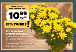 Netto Chryzantema średniokwiatowa oferta