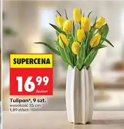 Biedronka Tulipan, 9 szt oferta