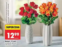 Biedronka Róża 11 szt oferta