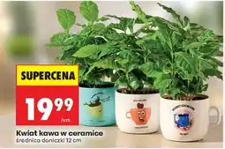 Biedronka Kwiat kawa w ceramice oferta