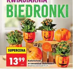 Biedronka Kalanchoe w ceramice Haloween oferta