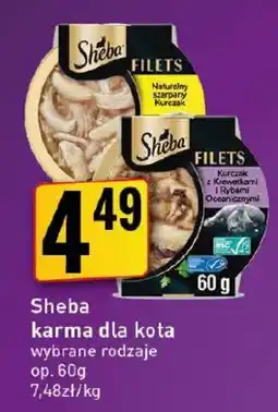 Market Jan Sheba karma dla kota oferta