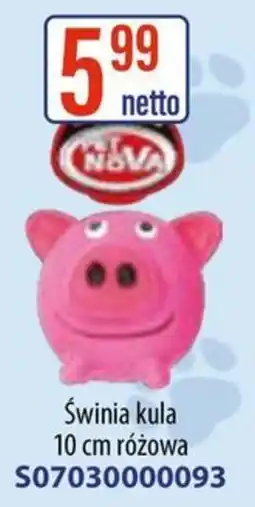 AT Świnia kula oferta