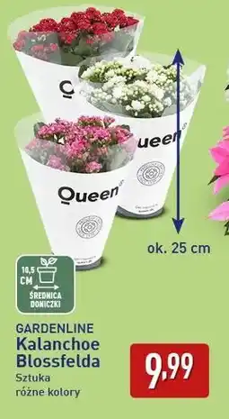 ALDI Gardenline Kalanchoe Blossfelda oferta