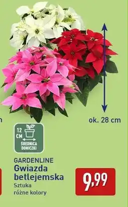 ALDI Gardenline Gwiazda betlejemska oferta