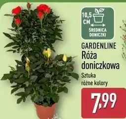 ALDI GARDENLINE Róża doniczkowa oferta