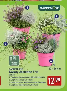 ALDI GARDENLINE Kwiaty Jesienne Trio oferta