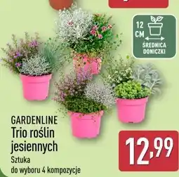 ALDI GARDENLINE Trio roślin jesiennych oferta
