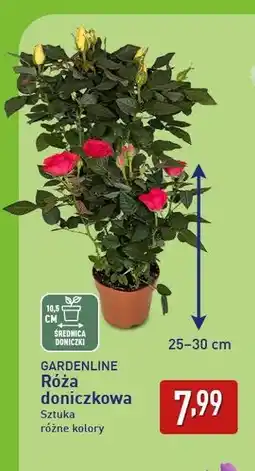ALDI Gardenline Róża doniczkowa oferta