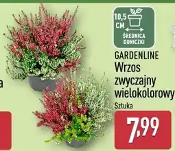 ALDI GARDENLINE Wrzos zwyczajny wielokolorowy oferta