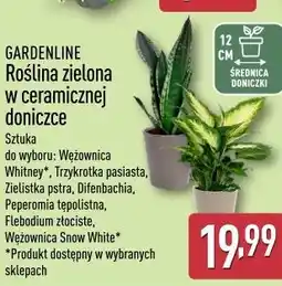 ALDI GARDENLINE Roślina zielona w ceramicznej doniczce oferta