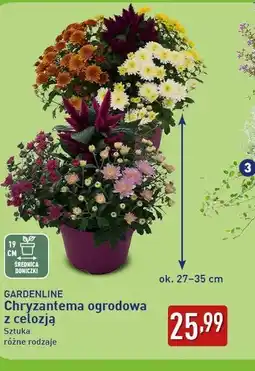 ALDI GARDENLINE Chryzantema ogrodowa z celozją oferta