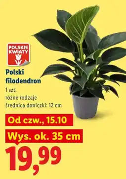 Lidl Polski filodendron oferta
