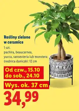 Lidl Rośliny zielone w ceramice oferta