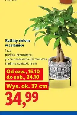 Lidl Rośliny zielone w ceramice Yucca oferta