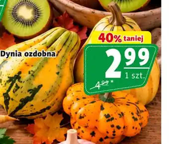 Prim Market Dynia oferta