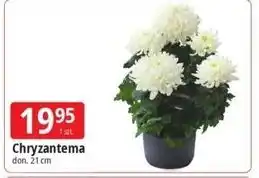 Chryzantema 21 cm