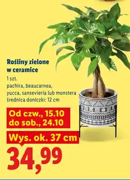 Lidl Rośliny zielone w ceramice oferta