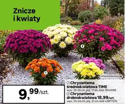 Leroy Merlin Chryzantema średniokwiatowa TIME oferta