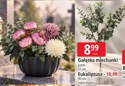 E.Leclerc Gałązka miechunki / Eukaliptusa Jumi oferta