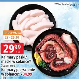 E.Leclerc Kalmary paski/ macki w solance Scapmaree oferta