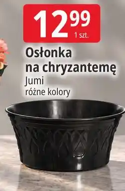 E.Leclerc Osłonka na chryzantemę Jumi oferta