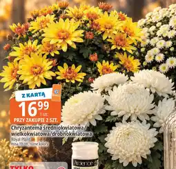 E.Leclerc Chryzantema średniokwiatowa/wielkokwiatowa/drobnokwiatowa Royal Plant oferta