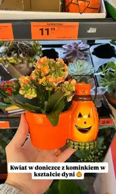 Biedronka Kwiat Kalanchoe w doniczce dynia oferta