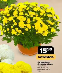 Netto Chryzantema drobnokwiatowa oferta