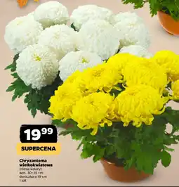 Netto Chryzantema wielkokwiatowa oferta