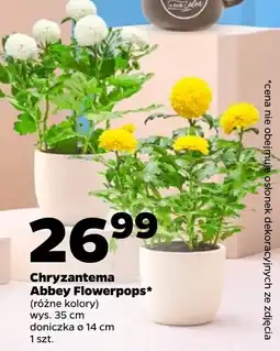 Netto Chryzantema Abbey Flowerpops* oferta