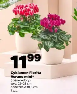 Netto Cyklamen Fiorita Verano mini* oferta