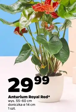 Netto Anturium Royal Red* oferta