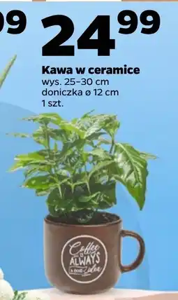 Netto Kawa w ceramice oferta