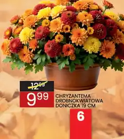 Wafelek Chryzantema drobnokwiatowa oferta