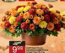 Wafelek Chryzantema drobnokwiatowa doniczka 19 cm oferta