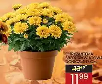 Wafelek Chryzantema średniokwiatowa doniczka 17 cm oferta