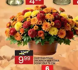Wafelek Chryzantema drobnokwiatowa doniczka 19 cm oferta