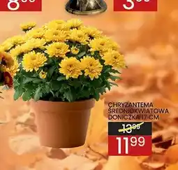 Wafelek Chryzantema średniokwiatowa doniczka 17 cm oferta