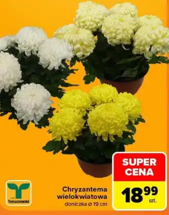 Chryzantema wielokwiatowa