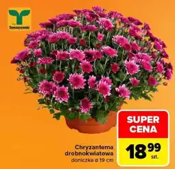 Carrefour Chryzantema drobnokwiatowa oferta