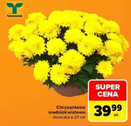 Carrefour Chryzantema średniokwiatowa oferta