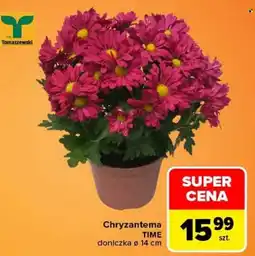 Carrefour Chryzantema TIME oferta