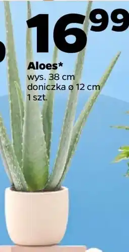 Netto Aloes oferta