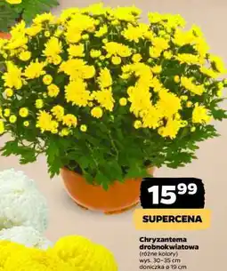 Netto Chryzantema drobnokwiatowa oferta