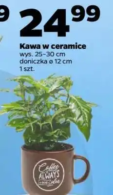 Netto Kawa w ceramice oferta