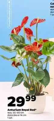 Netto Anturium Royal Red oferta